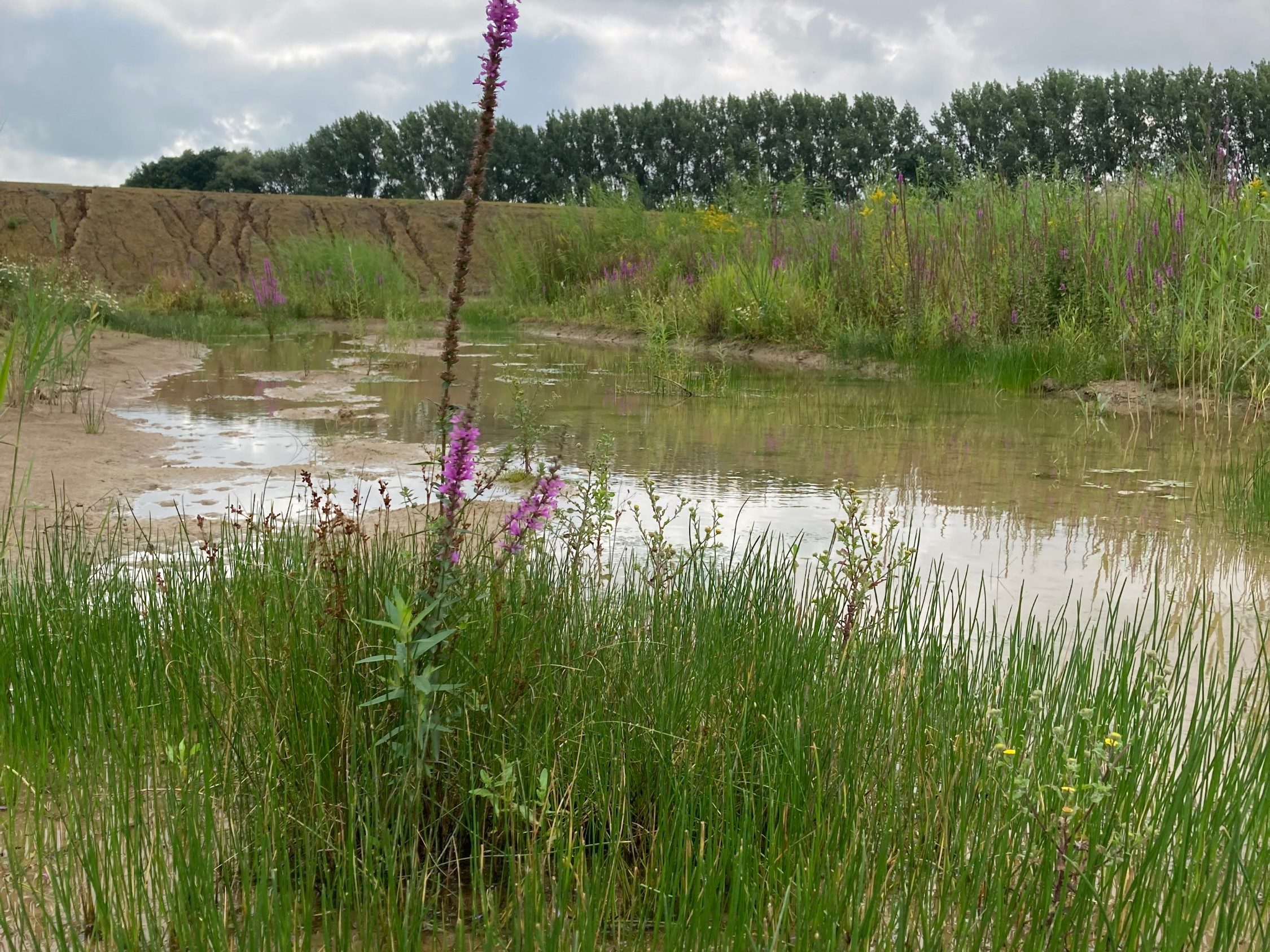 Rain pond on the site in Bemmel (WBS Netherlands)