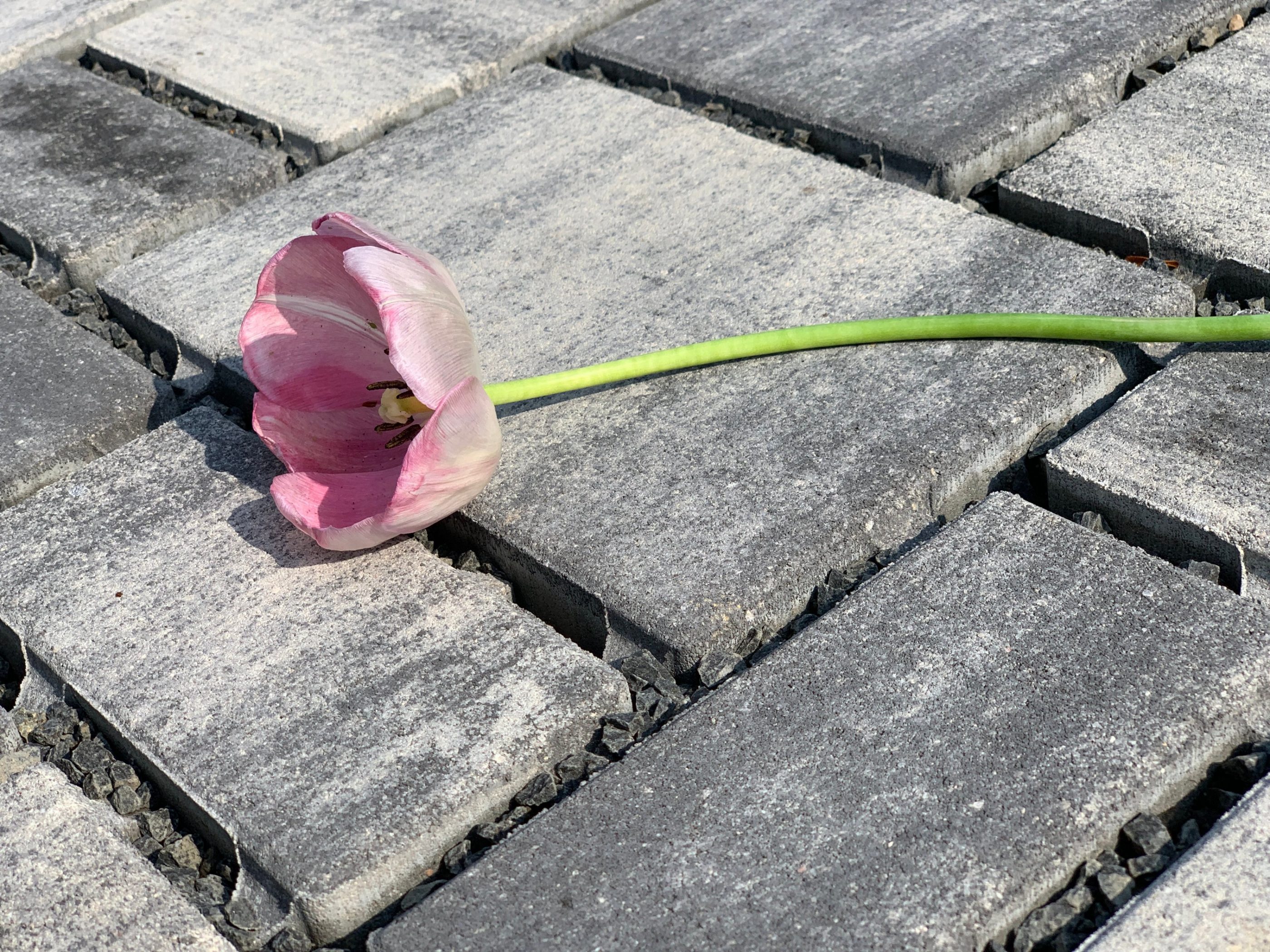 Photo image of Semmelrock concrete pavers Citytop Eko kombi