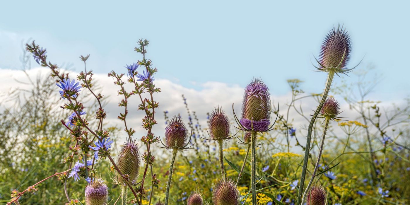 Dutch field margin with varied types of flowering plants to promote biodiversity. The photo shows blue flowering common chicory, soft yellow flowering dill and purple flowering wild teasel plants.