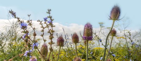 Dutch field margin with varied types of flowering plants to promote biodiversity. The photo shows blue flowering common chicory, soft yellow flowering dill and purple flowering wild teasel plants.